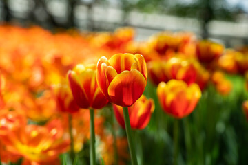 Red-yellow tulips close-up in spring.