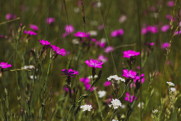 Nature floral background. Carnation herb. Small pink wildflowers. Lilac cute flowers on a green grass background.