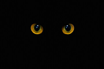 Cat eyes on black background. Orange cat eyes glow in the dark - obrazy, fototapety, plakaty