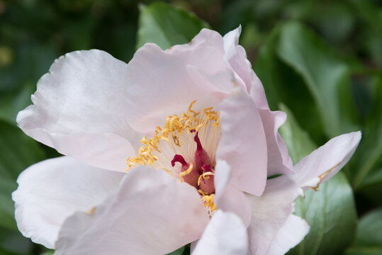 White peony close-up. A beautiful flower, pistils, stamens and pollen are visible
