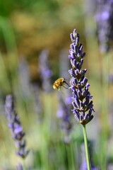Flowering Lavander flower, latin name Lavandula Angustifolia, with Large Bee-Fly, latin name Bombylius Major, sucking nectar from its flowers with large proboscis, summer daylight sunshine.