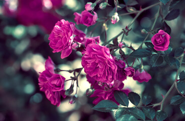 A Bush of Red Roses in the Park. Garden Rose Flowers in the Summer. Colored Natural Background.