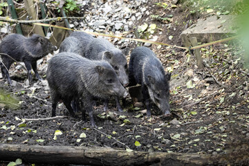 The herd, Collared peccary, Pecari tajacu, searches for food in the forest