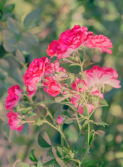 A Bush of Red Roses in the Park. Garden Rose Flowers in the Summer. Colored Natural Background.