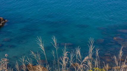 Natural growth of small broom grass along the cliff edge with clear blue sea background under morning light