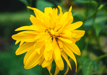 Yellow flower close up in natural daylight condition.