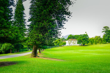Tall Pine tree line and green grass field in Royal botanic gardens, Peradeniya. Scenic landscape photograph.