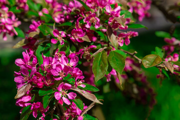 Pink leaves of the bush in the park