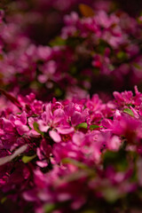 Pink leaves of the bush in the park