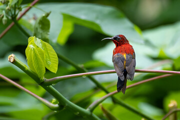 Crimson Sunbird (Aethopyga siparaja) photographed in Dairy Farm Nature Reserve, Singapore