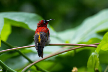 Crimson Sunbird (Aethopyga siparaja) photographed in Dairy Farm Nature Reserve, Singapore