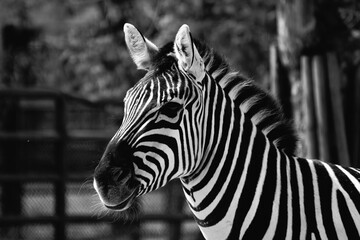 Fototapeta na wymiar Black and white zebra