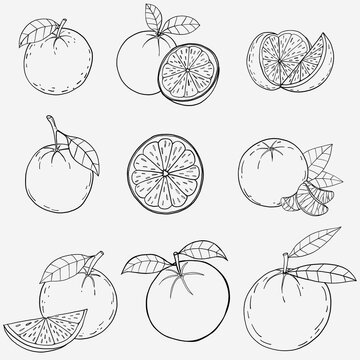Doodle freehand sketch drawing of orange fruit.