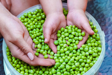 A Green peas in hands on nature in garden background