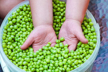 A Green peas in hands on nature in garden background