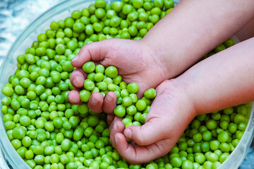 A Green peas in hands on nature in garden background