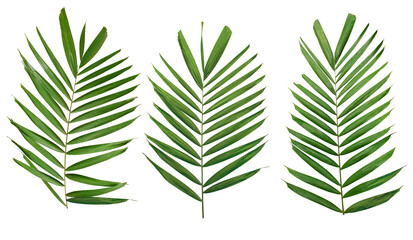 Palm green leaf branch isolated on white background with clipping path included. Tropical green leaves concept