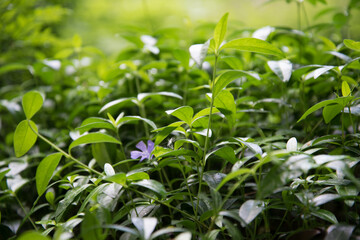 A plant with small fragrant flowers. Background, texture