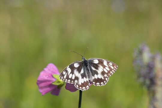 Schachbrettflater (Melanargia galathea) mit ge&ouml;ffnete Fl&uuml;geln auf einer Malvenbl&uuml;te (Genus Malva).