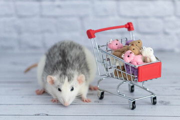 A small cute black and white rat next to the grocery cart is packed with multicolored Teddy bears. Shopping in the market. Buying gifts for birthdays and holidays.