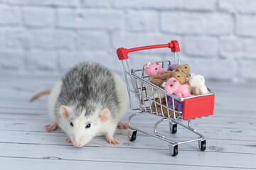 A small cute black and white rat next to the grocery cart is packed with multicolored Teddy bears. Shopping in the market. Buying gifts for birthdays and holidays.