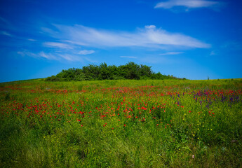 Naklejka na ściany i meble Beautiful landscape with a poppy field under a blue sky