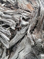 decayed tree roots
