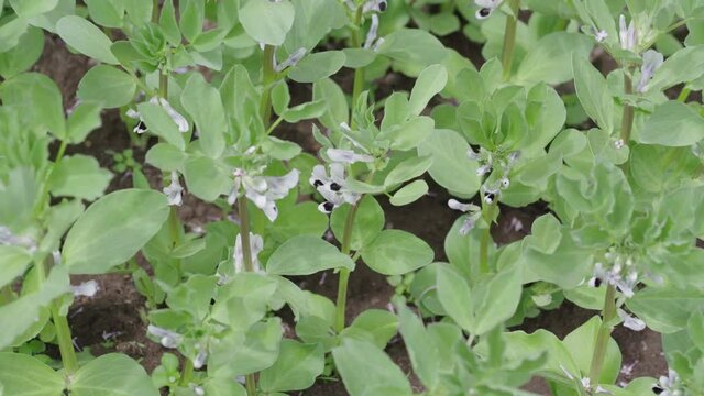 Field of growing organic beans during flowering in country vegetable garden on sunny day. Legume plant sways in wind.