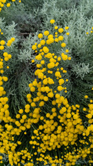 Decorative flowers of yellow tansy on a flower bed
