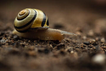 Nahaufnahme einer Schnecke