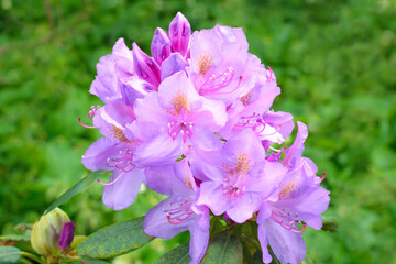 Inflorescence of lilac azalea on a green background