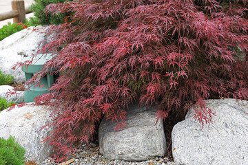 Plants and stones of a beautiful Japanese garden