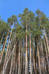 Tall green pine trees against the blue sky