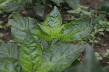 Beautiful green color fresh leaves on blur background