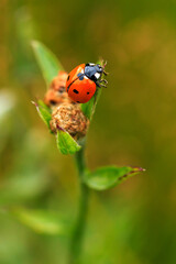 ladybug