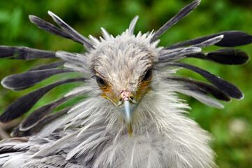 Portrait of a secretary bird - Sagittarius serpentarius 