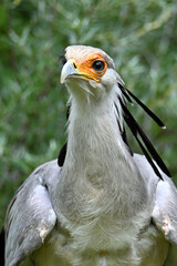 Portrait of a secretary bird - Sagittarius serpentarius 