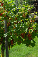ripe redcurrant berries ready to be picked directly from the branches