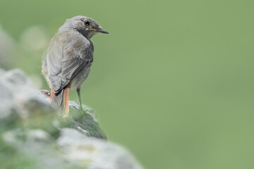 The black redstart female on the rock (Phoenicurus ochruros)