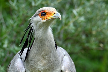 Portrait of a secretary bird - Sagittarius serpentarius 