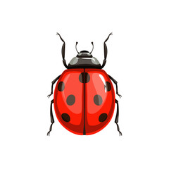 Ladybug beetle, insect parasite bug pest control and agriculture disinsection service, isolated vector. Ladybird beetle or Coccinellidae vermin parasite, insect pesticide pest control symbol