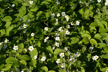 Top view on beautiful lawn with blossoming strawberry in sunny day