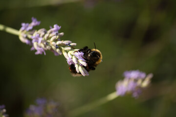 a bumblebee gathers nectar from a lavender flower
