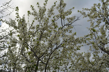 A lot of white flowers on branches of plum trees. Beautiful blooming garden in may.