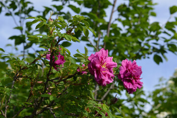 Blooming dog rose bush in spring. Fragrant pink flowers.