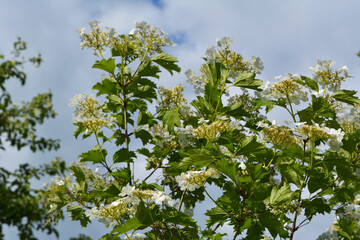 Beautiful viburnum bush in spring. White flowers and green leaves.