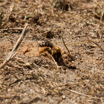 Andrena Gravida While Digging