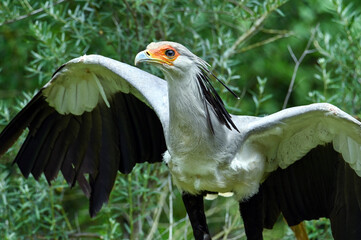 Portrait of a secretary bird - Sagittarius serpentarius 