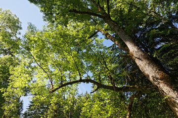 Mountain trees are up to the sky
