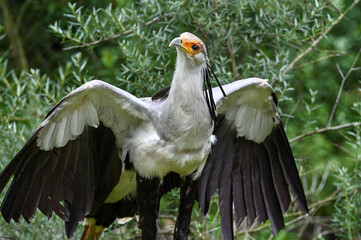 Portrait of a secretary bird - Sagittarius serpentarius 
